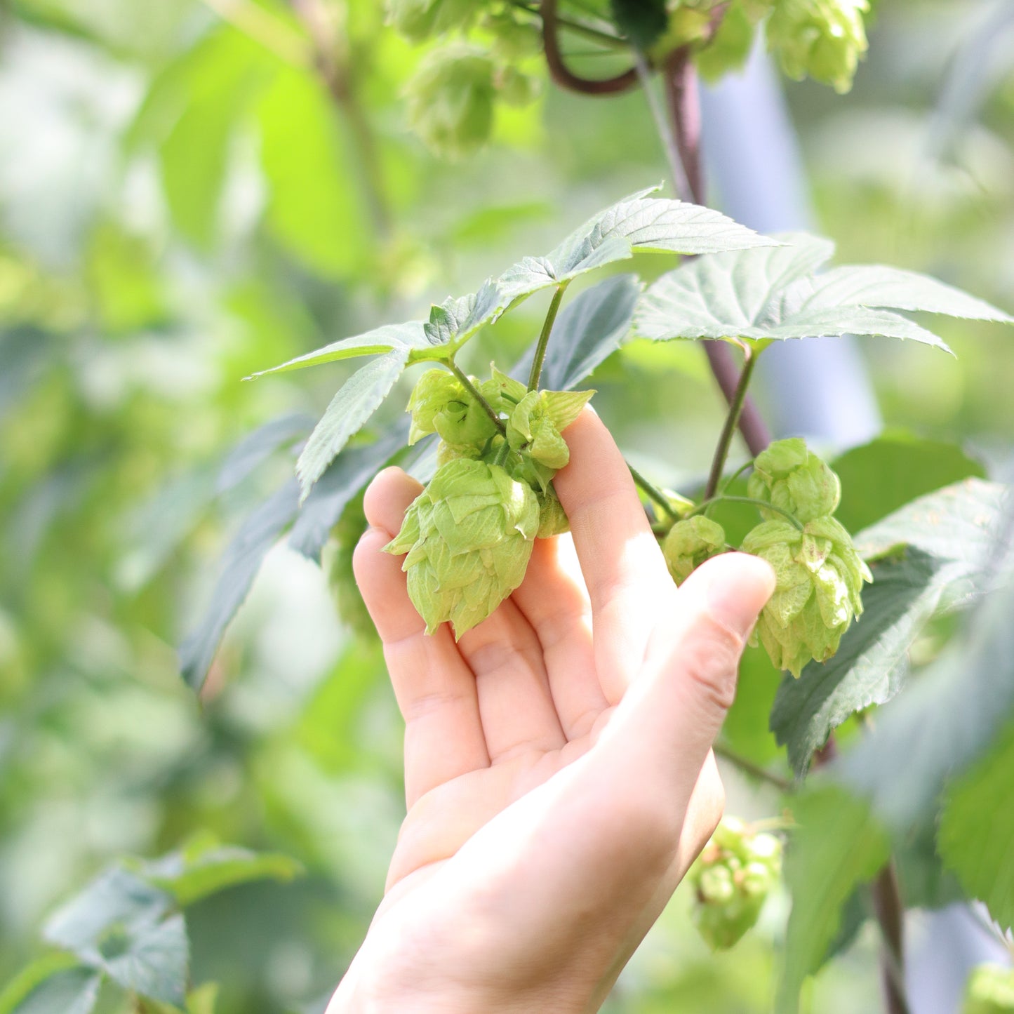 【よ〜いドン!放送記念(2026年1月中旬頃発送予定)】12本入りアソートセット(京のしおさい4本入り)