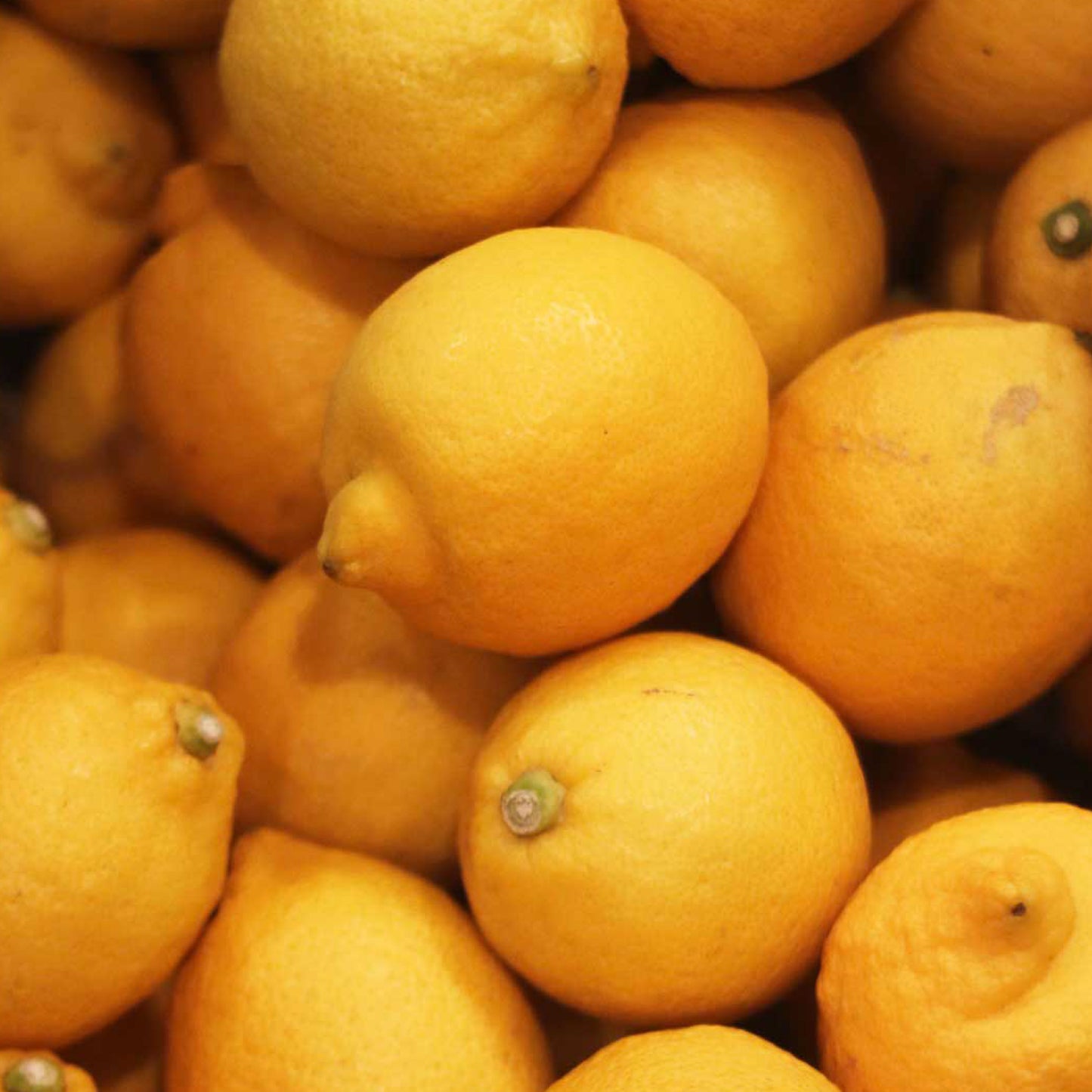 「しろなぎ 」LEMON FRUIT WHEAT