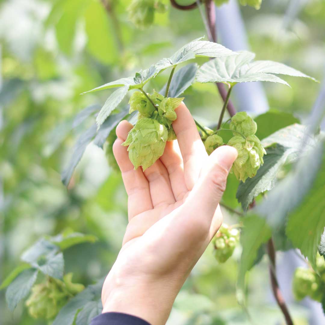 「ASOBI ましましホップ FRESH HOP IPA」