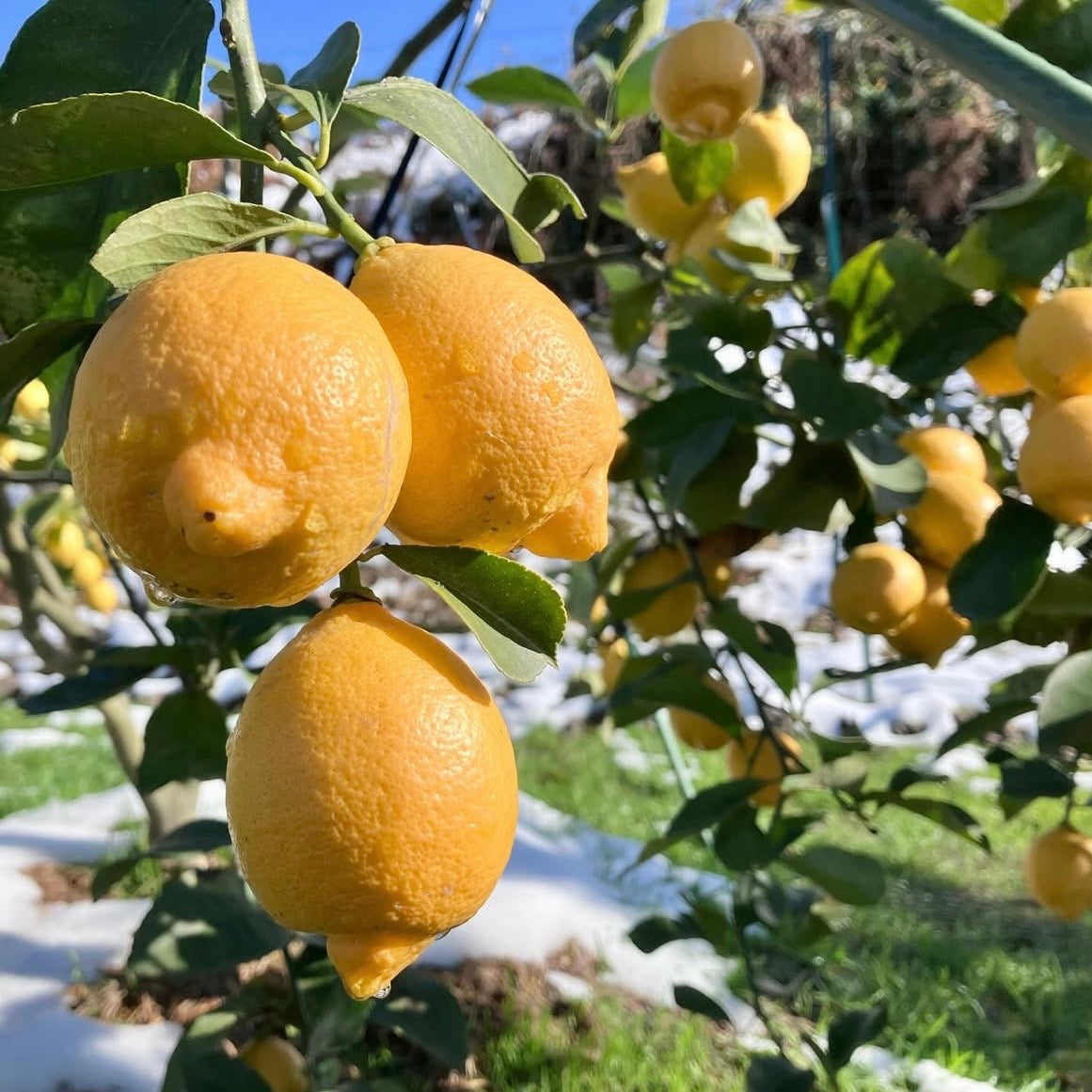 「しろなぎ 」LEMON FRUIT WHEAT