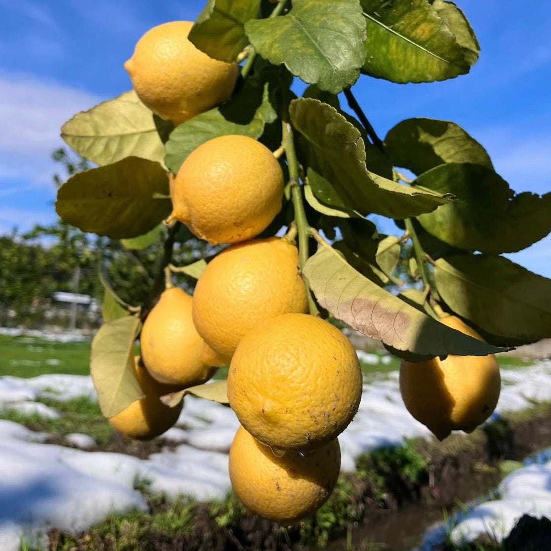 「しろなぎ 」LEMON FRUIT WHEAT